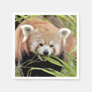 Guardanapo De Papel Napkins Photo red panda, animais 0468.