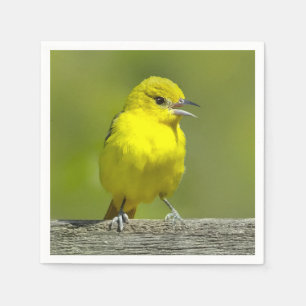 Guardanapo De Papel Orchard Oriole - Fotografia original