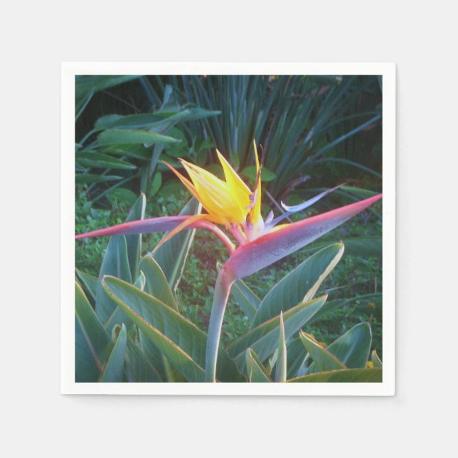 Guardanapo De Papel *Pássaro do Paraíso* Cocktail Napkins (Frente)