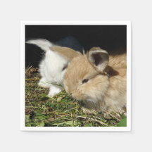 Pequenos coelhos fofos bonitos