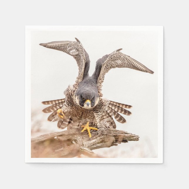 Guardanapo De Papel Peregrine Falcon (Frente)