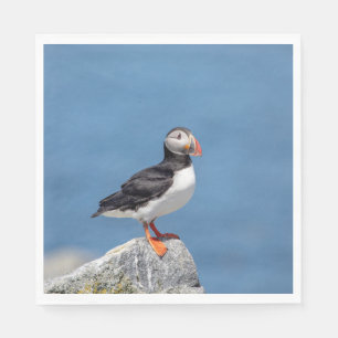 Guardanapo De Papel Puffin Atlântico em Machias, Maine