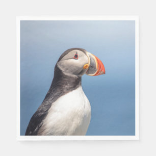 Guardanapo De Papel Puffin Atlântico em Machias, Maine