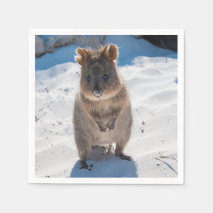 Guardanapo De Papel Quokka na praia da Austrália, é bonita e feliz