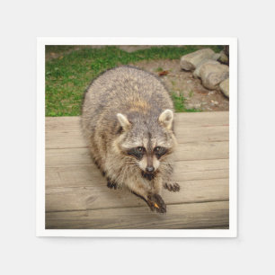 Guardanapo De Papel Raccoon com chip