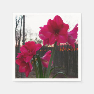 Guardanapo De Papel Red Amaryllis e Winter Sunrise
