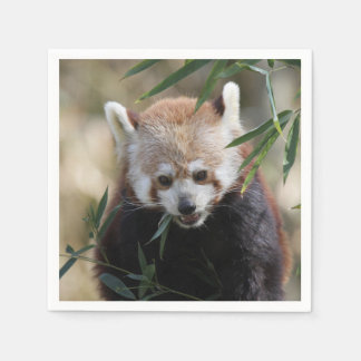 Guardanapo De Papel Red_Panda_2015_0311