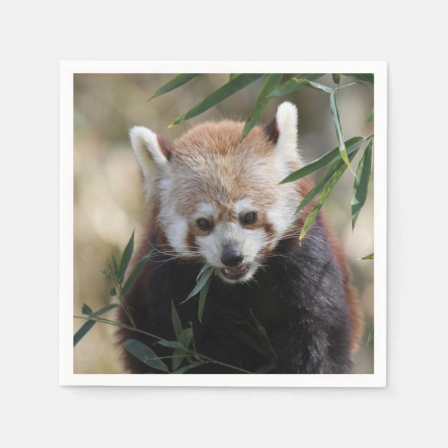 Guardanapo De Papel Red_Panda_2015_0311 (Frente)