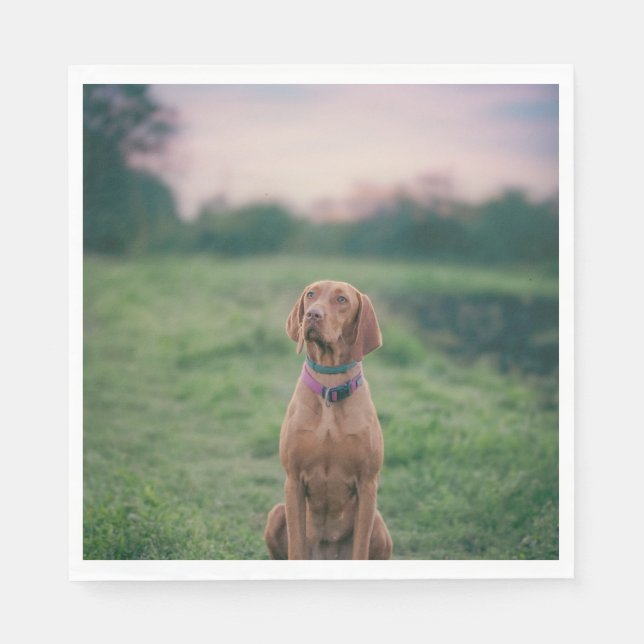 Guardanapo De Papel sessão vizla (Frente)