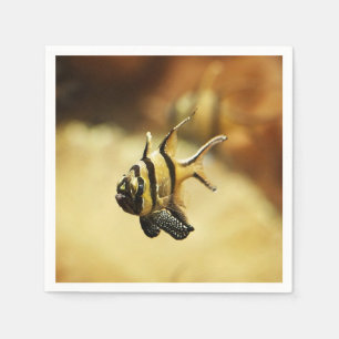 Guardanapo De Papel Solitário Stripy Angelfish
