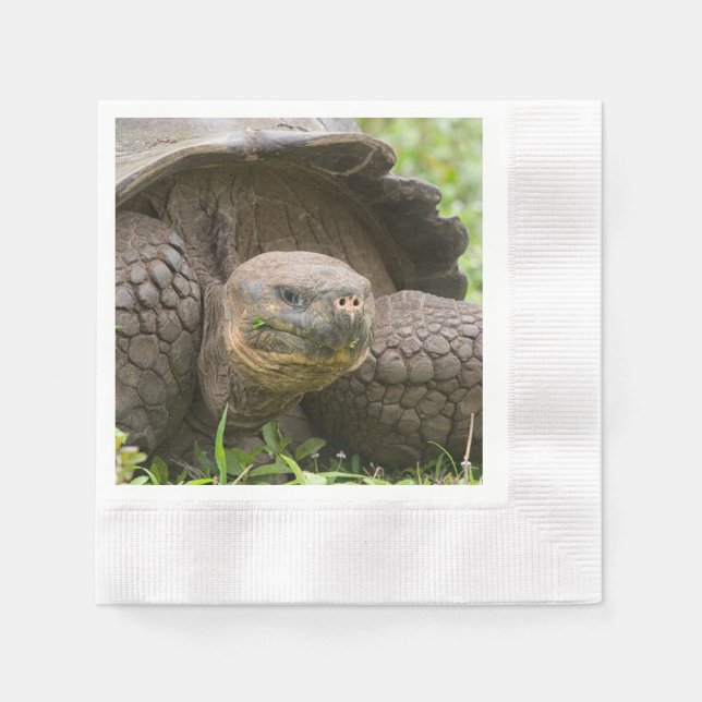 Guardanapo De Papel Tartaruga gigante (Frente)