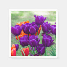 Tulipas roxas escuras num dia ensolarado no jardim