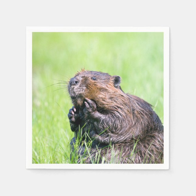 Guardanapo De Papel Wet Beaver (Frente)