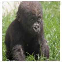 Gorillababy