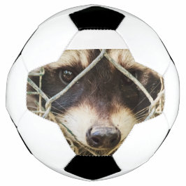 guaxinim em bola de futebol
