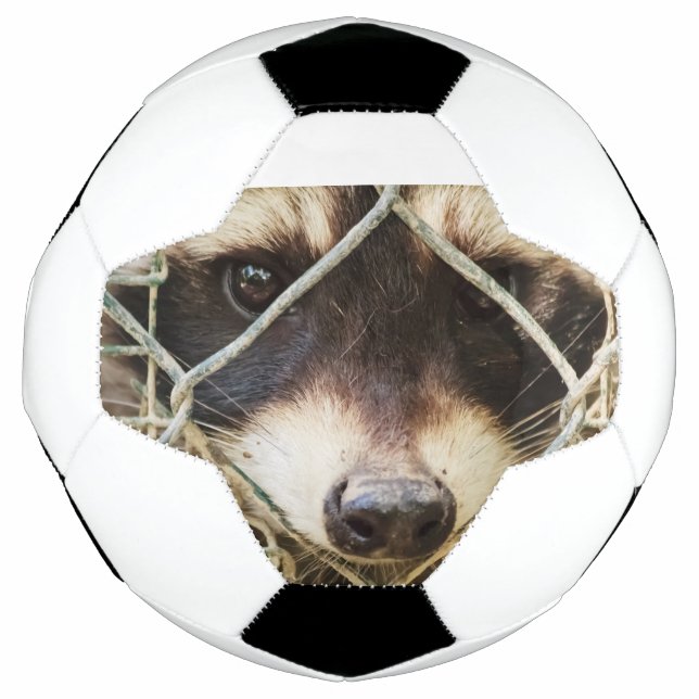 guaxinim na bola de futebol (Frente)