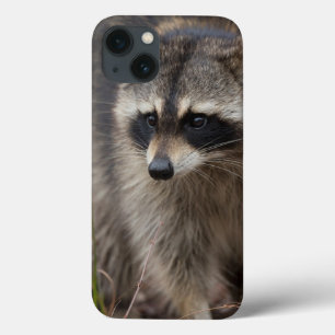 Guaxinim, Procyon lotor, Flórida