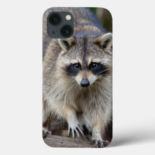 Guaxinim, Procyon lotor, Flórida, EUA 2