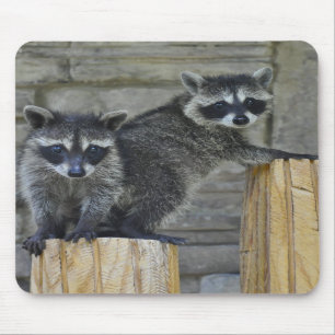 Guaxinins - Mousepad - #1032