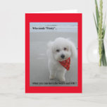 Gucci na praia - cartão<br><div class="desc">Um filhote de cachorro novo de Bichon Frise na praia!</div>