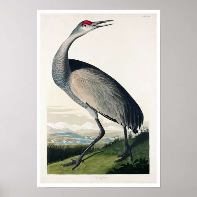 guindaste de Hooping por Poster de Audubon (Frente)