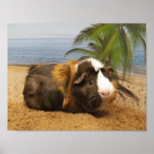 Guinea Pig Under Palm Tree Poster