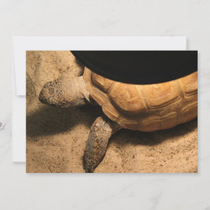 Gus, o Tortoise