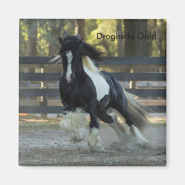 Gypsy Dourado Vanner Drogheda, um íman Dourado (Frente)