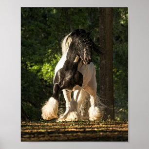 Gypsy Dourado Vanner King William poster