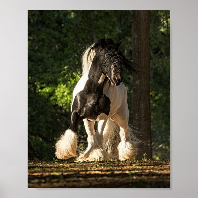 Gypsy Dourado Vanner King William poster (Frente)