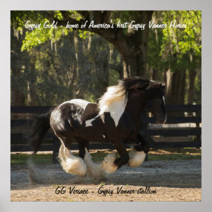 Gypsy Dourado Vanner stallion poster