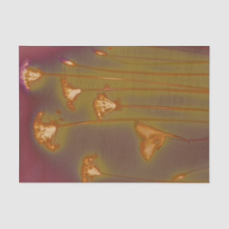 H.A.S. Lenço de papel das artes, detalhe da imagem