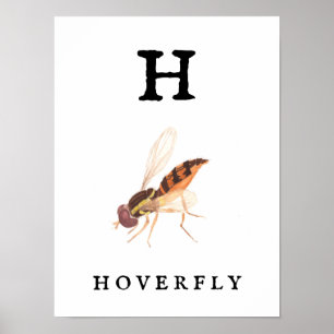 "H" Hoverfly Impressão, Valor Poster Paper (Matte