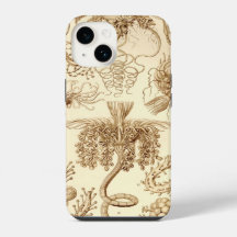 Haeckel Vintage