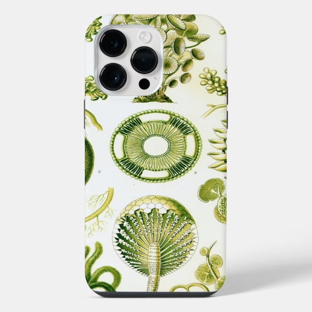 Haeckel Vintage (Verso)