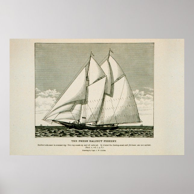 Halibut schonista poster (Frente)