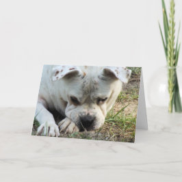 HAMbWG - Cartão de Saudação - Cães Tristes