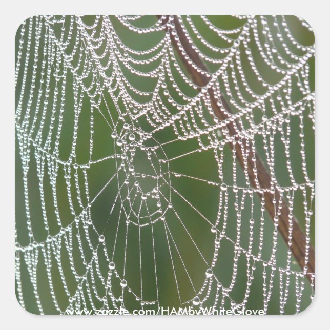 HAMbyWG - Autocolantes - Web Spider (Frente)