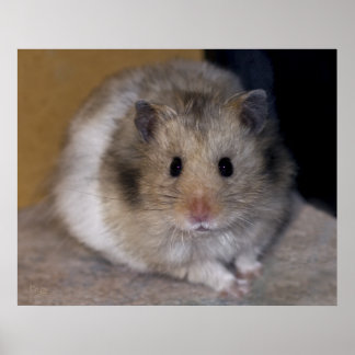 Hammie Impressão