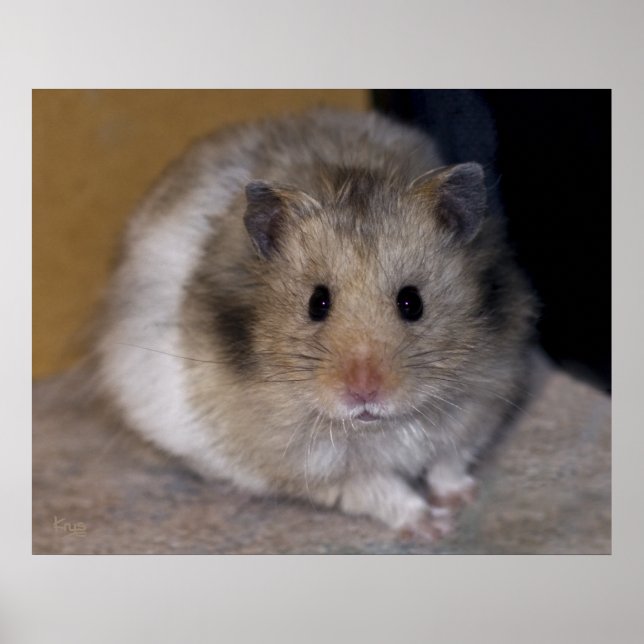Hammie Impressão (Frente)