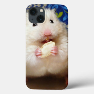 Hamster sírio macio Kokolinka que come uma sement