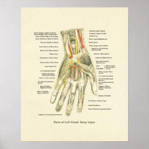Hand & Wrist Internal Anatomy Poster
