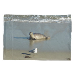 Harbor Seal em La Jolla California