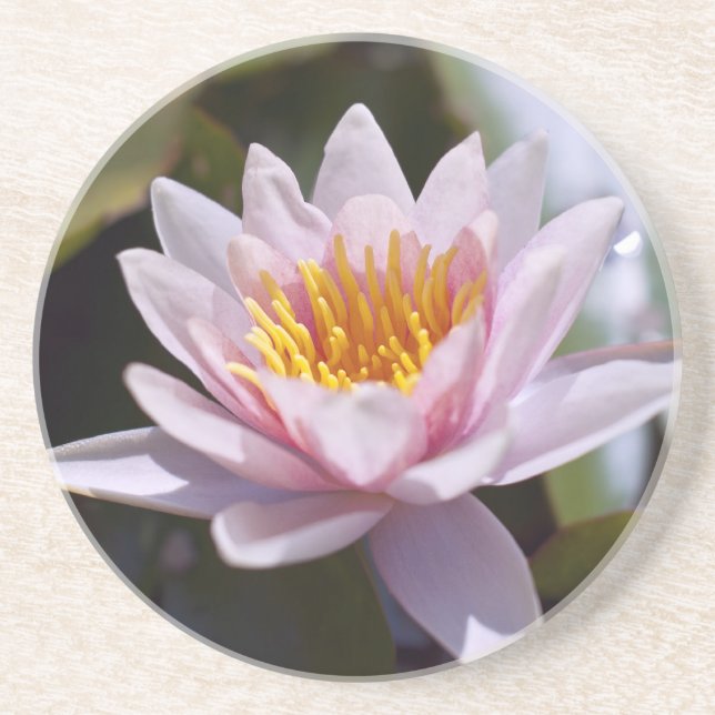 Hardy Water Lily Porta copos (Frente)