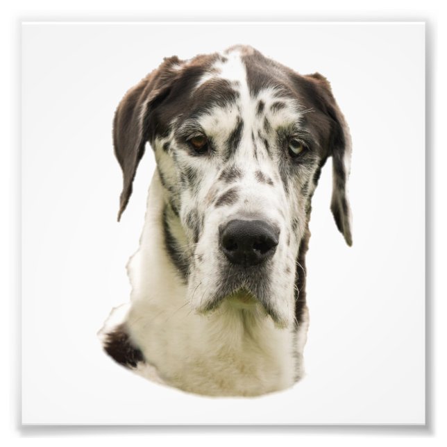 Harlequin Great Dane Retrait Foto (Frente)