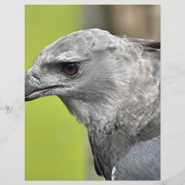 Harpy Eagle 2.JPG (Frente)
