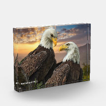 Harriet e M15 Eagle Love