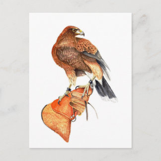 Harris hawk no cartão postal Glove