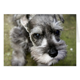 Harry, a Miniatura do Cartão Schnauzer