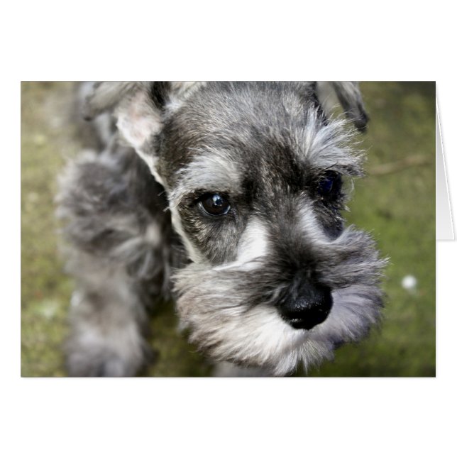 Harry, a Miniatura do Cartão Schnauzer (Frente Horizontal)